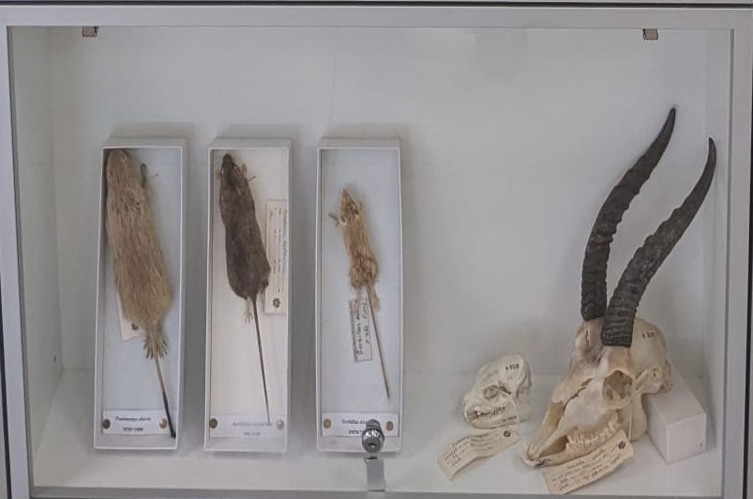 פוחלצים פסמון