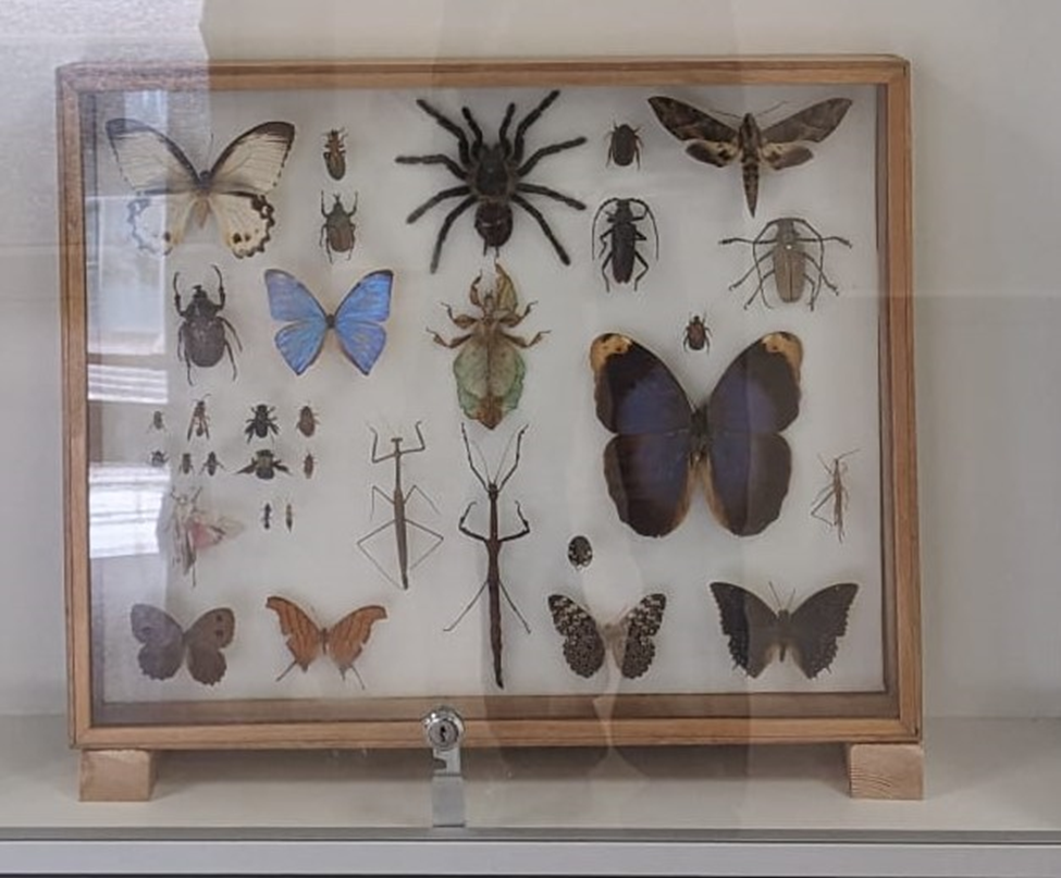 פרוקי רגליים