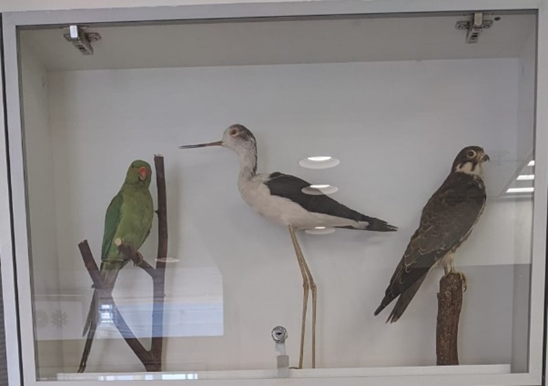 ארון מוצגים שורה ראשונה