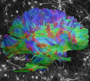 נוירוביולוגיה ומדעי המוח ההתנהגותיים