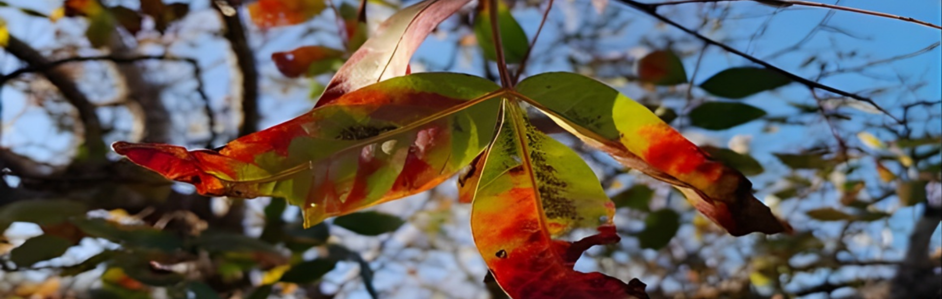 סתיו הגן הבוטני: לגלות את השלכת המרהיבה