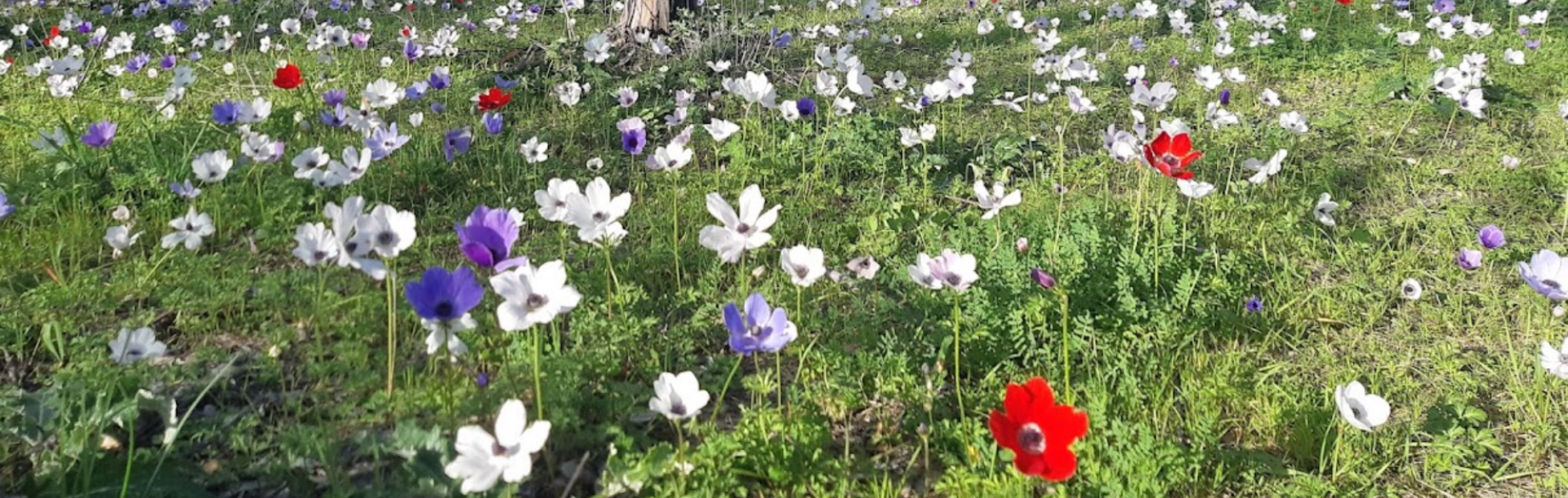 מפת הכלניות החדשה של ישראל