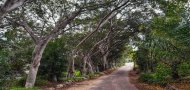 פיקוס השדרות, Ficus microcarpa, בגן הבוטני, גן יהודה נפתלי, אוניברסיטת תל אביב. צילום: ימית מרום