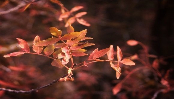 אלה אטלנטית, Pistacia atlantica. צילום: יובל ספיר