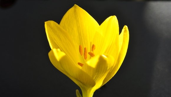 חלמונית גדולה, צילום: נוגן צברי