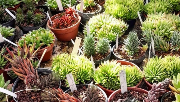משתלת ריבוי, אוסף הסוקולנטים בגן הבוטני, גן יהודה נפתלי. צילום: ימית מרום