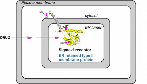 Sigma 1 receptor