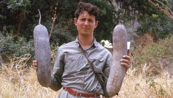 דיני איזיקוביץ' עם פירות קיגליה מנוצה, סיור לאפריקה, 1964. צילם: יעקב גליל