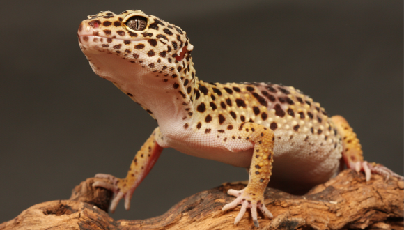 לטאת Gecko. צילום: Canva