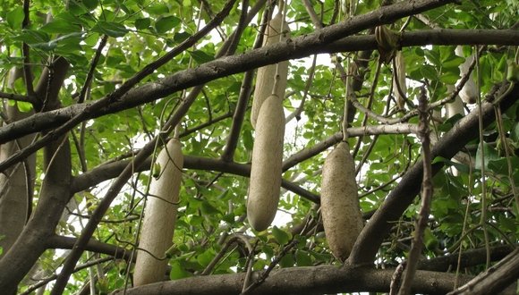 קיגליה מנוצה בגן מנשה לצמחי רפואה. צילם: יובל ספיר