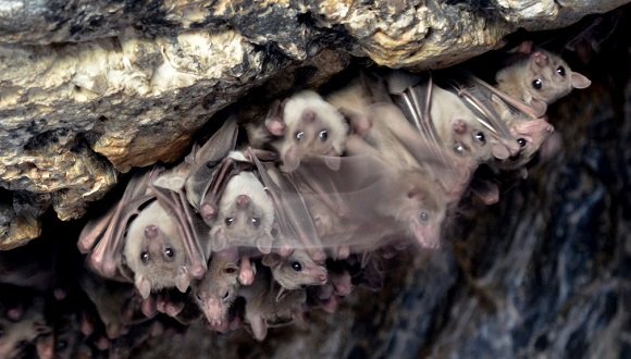 מושבת העטלפים בגן הזואולוגי (באדיבות בית הספר לזואלוגיה)