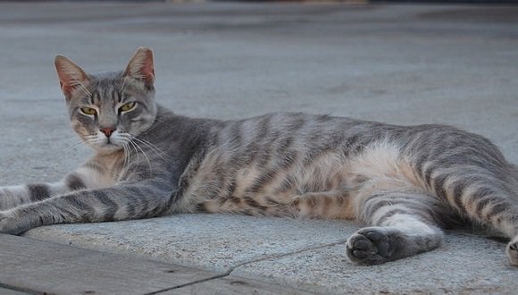 חתול רחוב בתל אביב