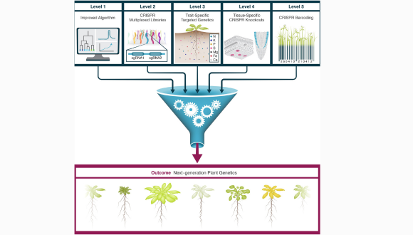 דיאגרמת המחקר
