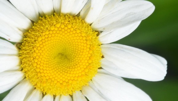 פרח הקמומיל הצהוב, מייצג מודל מתמטי