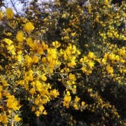 קידה שעירה, צילום: ימית מרום