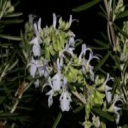  מיוחד לט"ו בשבט: סדנה חוויתית ומעשית להכנת ייחורים בגן הבוטני | יום שני  | 2.2.26 