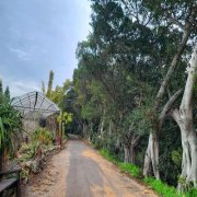 פיקוס השדרות, Ficus microcarpa, בגן הבוטני, גן יהודה נפתלי, אוניברסיטת תל אביב. צילום: ימית מרום