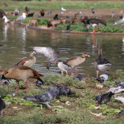 עופות מים בגן הזואולוגי 