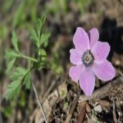 מפת הכלניות החדשה של ישראל