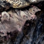 מושבת העטלפים בגן הזואולוגי (באדיבות בית הספר לזואלוגיה)