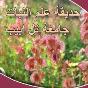 صفحة المعلومات باللغة العربية
