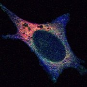ביולוגיה של התא ואימונולוגיה 