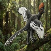 הדמיה של אנכיאורניס