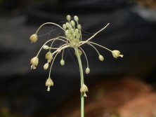 שום לבן-קליפות - Allium albotunicatum